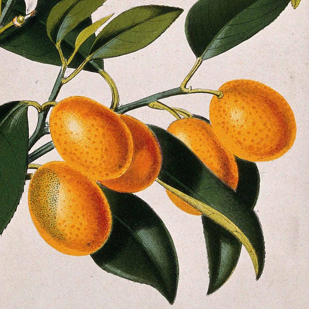 Hayman's Vibrant Citrus Gin - Image 2
