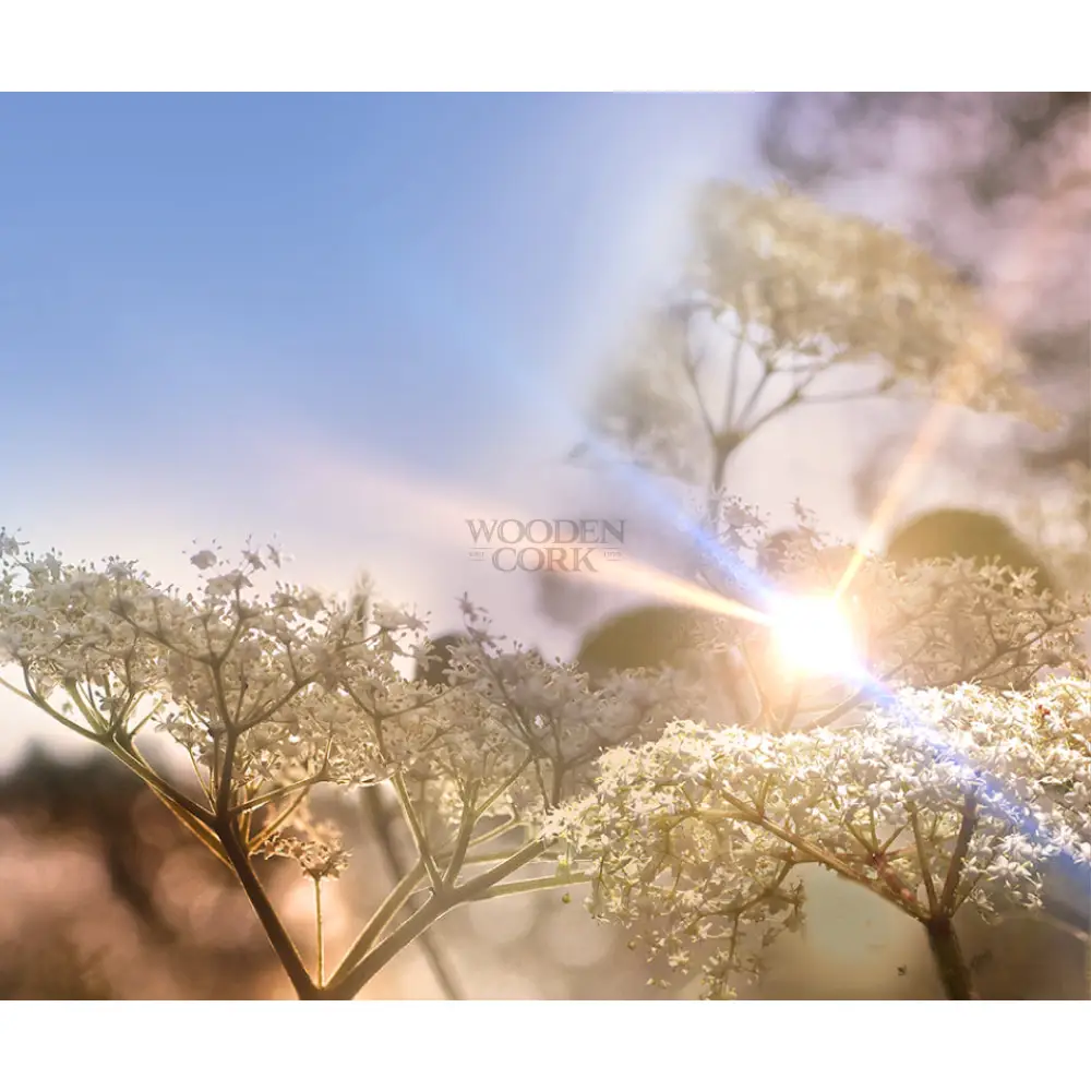 Warner's ELDERFLOWER GIN - Image 2