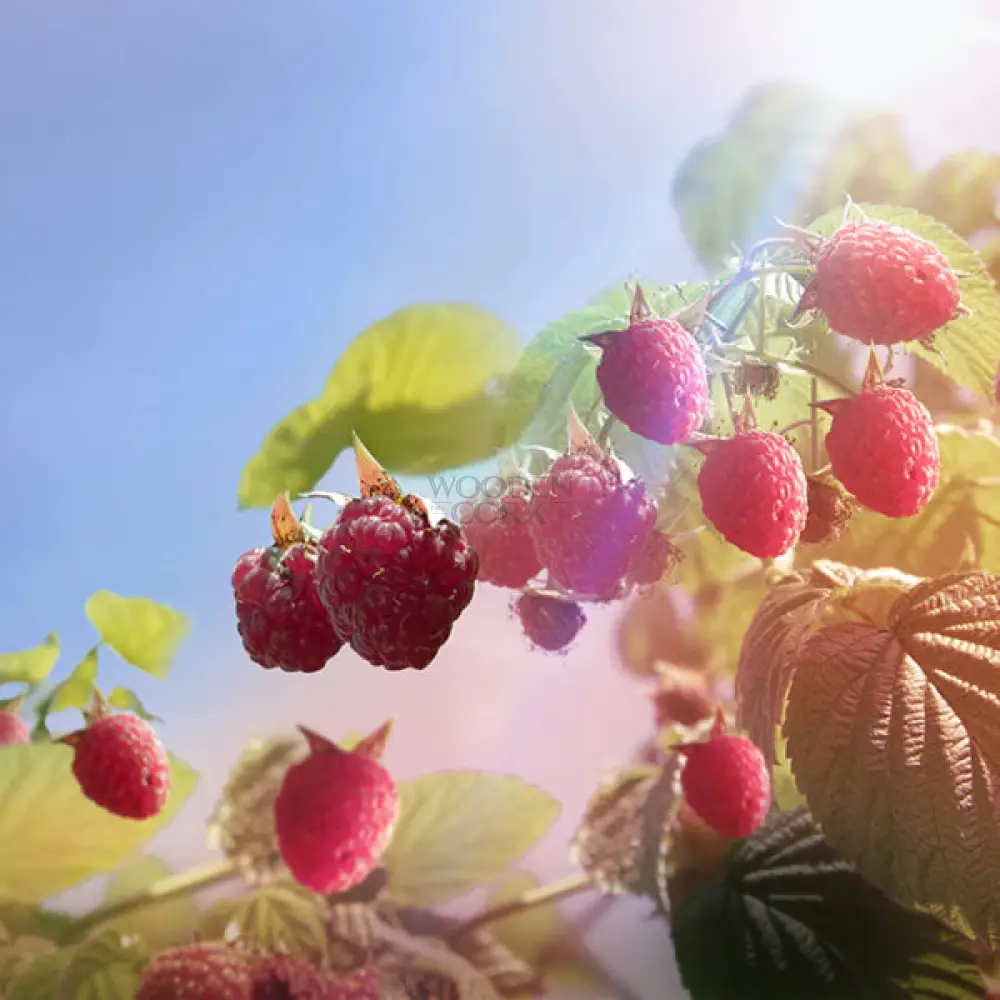 Warner's RASPBERRY GIN - Image 2
