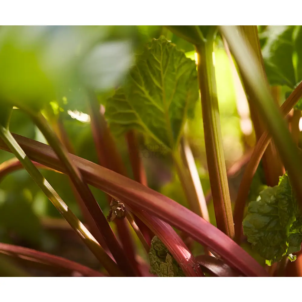 Warner's RHUBARB GIN - Image 2